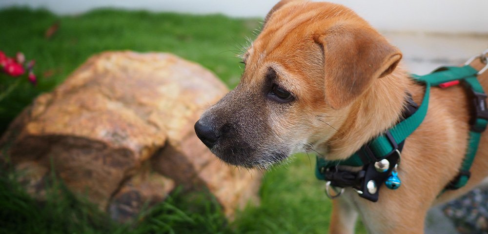 Anxiety/Aggressive Dog Training