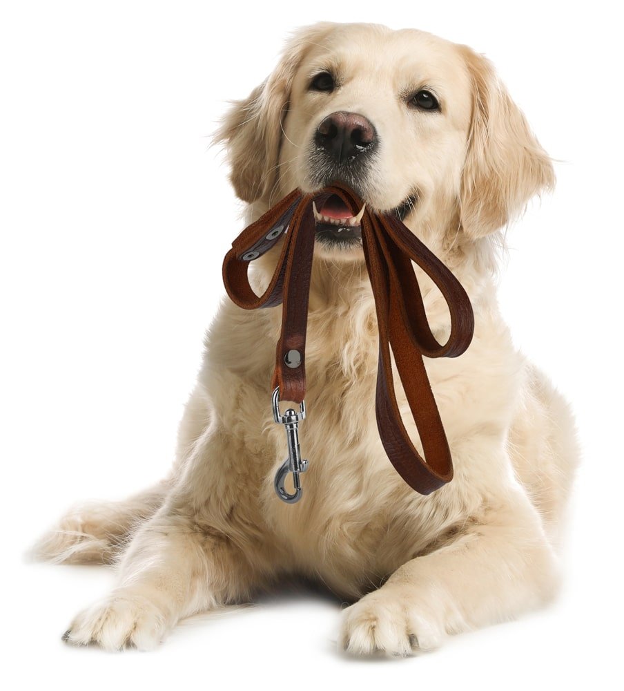 Golden Retriever dog holding leash in mouth
