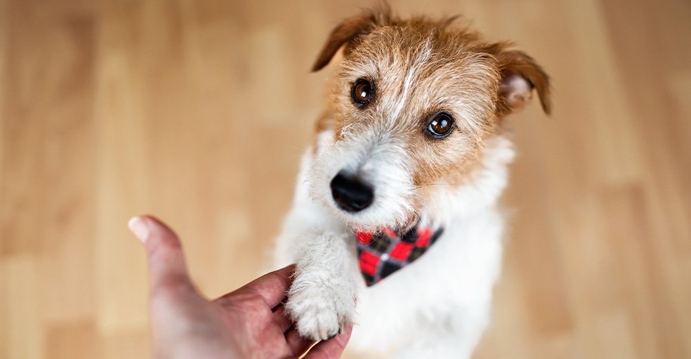 In-Home Dog Training