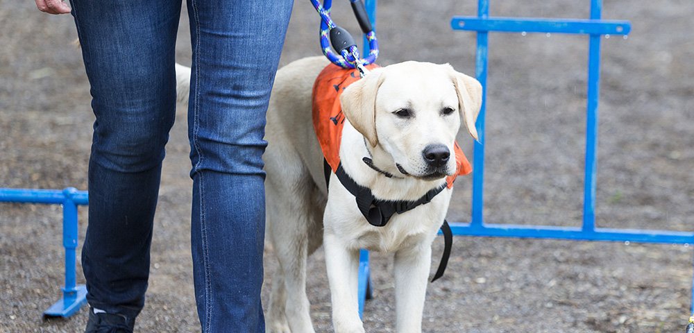 Service Dog Training