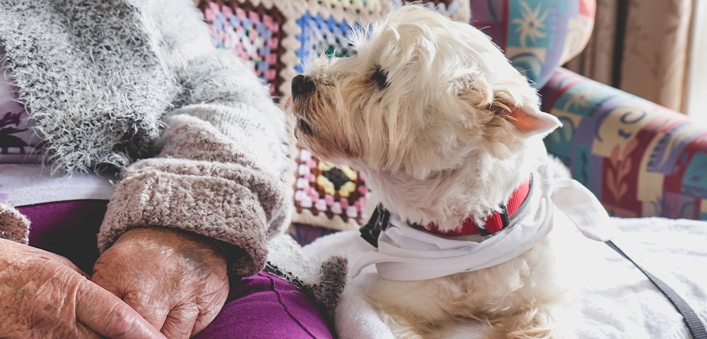 Therapy Dog Training