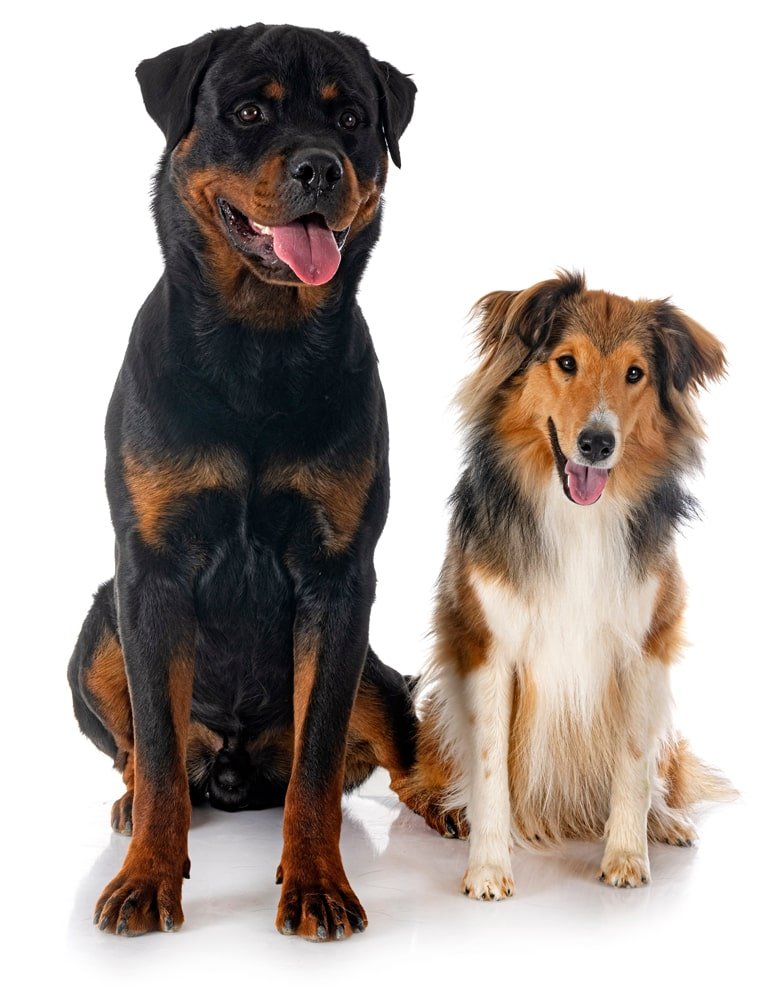 two dogs sitting next to each other