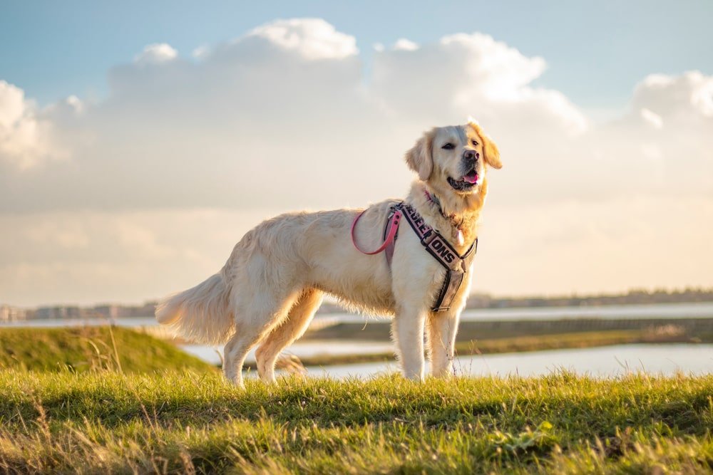 labrador service dog with sky background