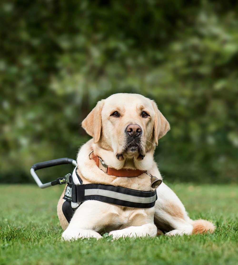 service dog relaxing and staying alert