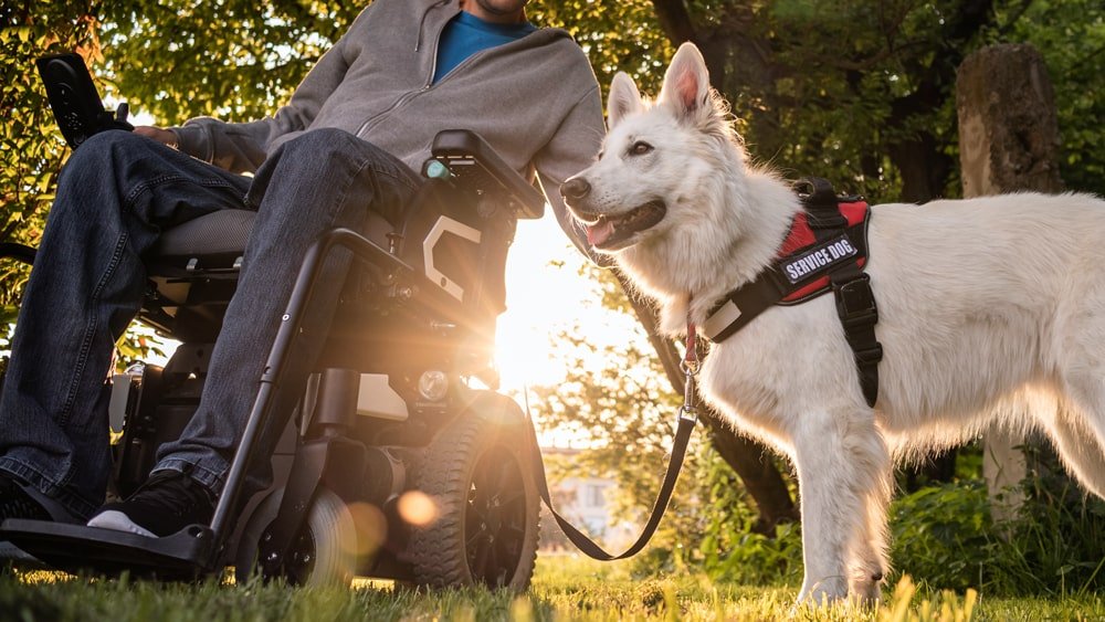 service dog assisting wheelchair person