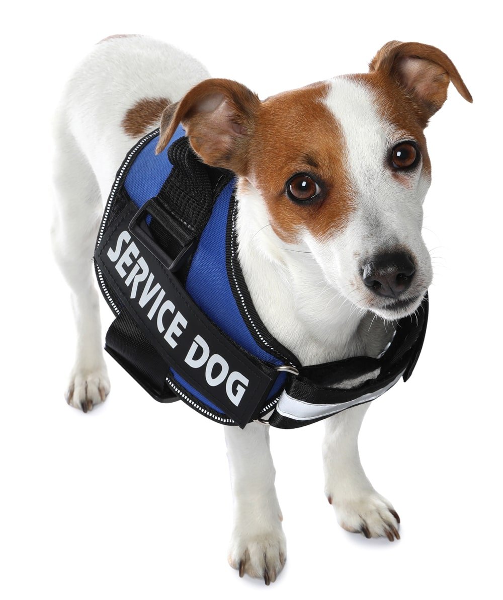 service dog on white background