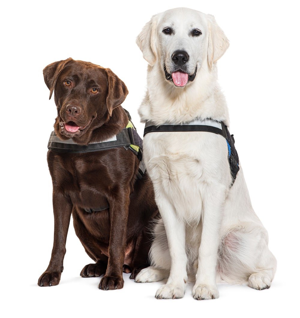 two guide dogs